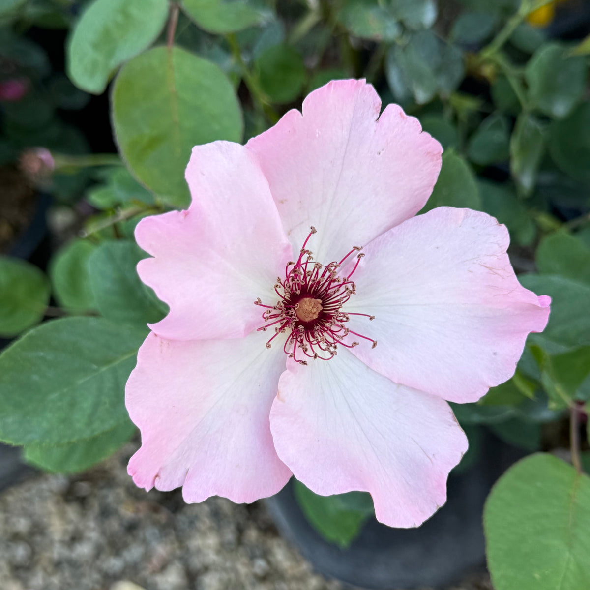 Dainty Bess Rose Bush