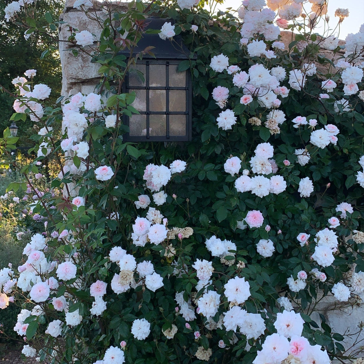 Grace Rose Farm Cecile Brunner Climbing Rose - Thumbnail 3