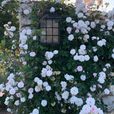 Cecile Brunner™ Bare Root Climbing Rose