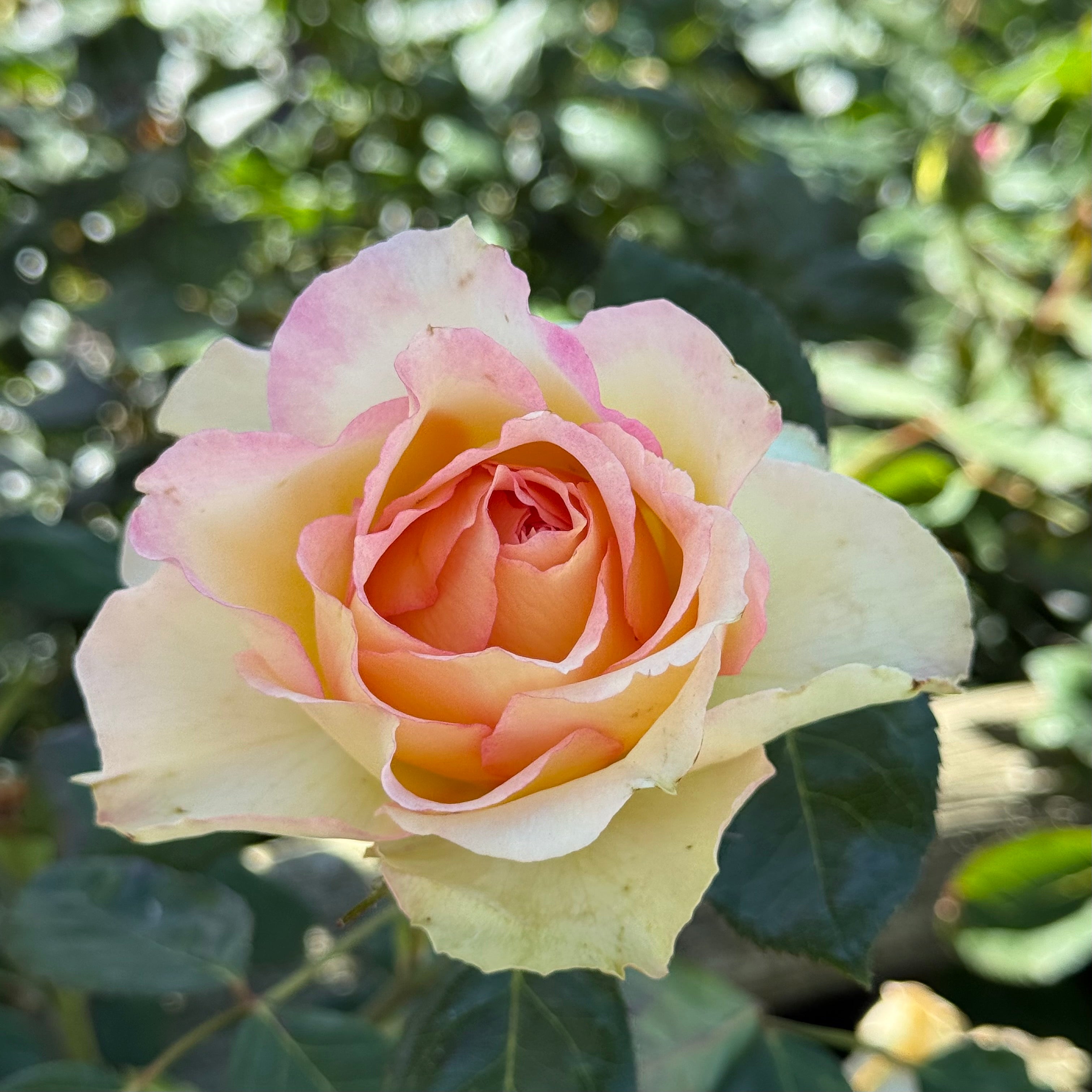 Euphoria® Potted Rose Bush