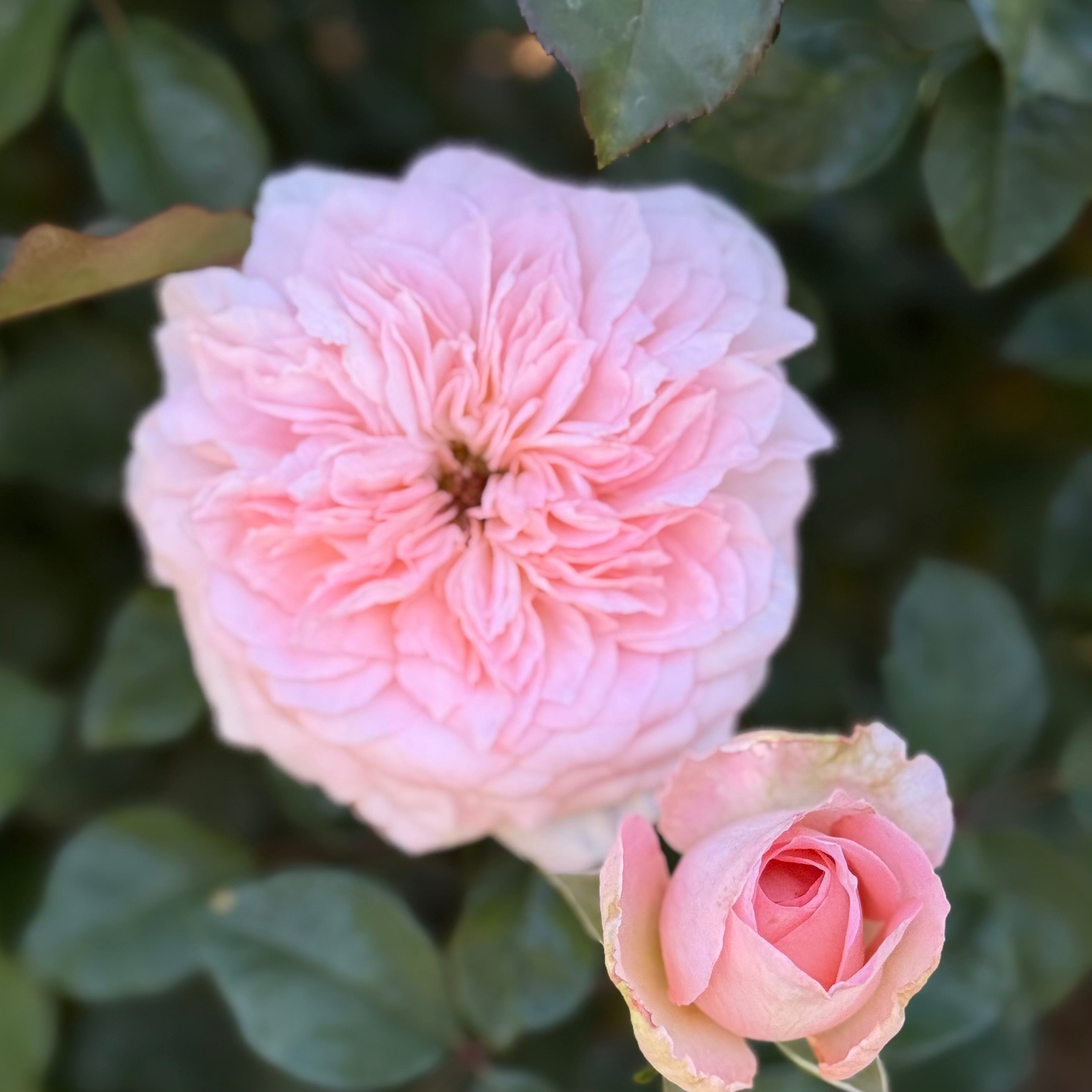 Sunbelt® Savannah™ Potted Rose Bush