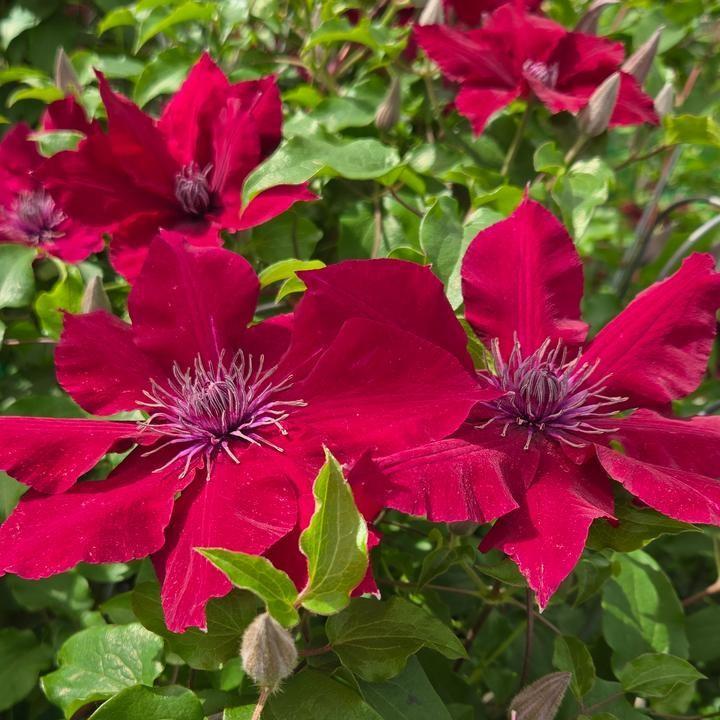Clematis Raymond Evison® Boulevard® Nubia™ Potted Clematis Plant