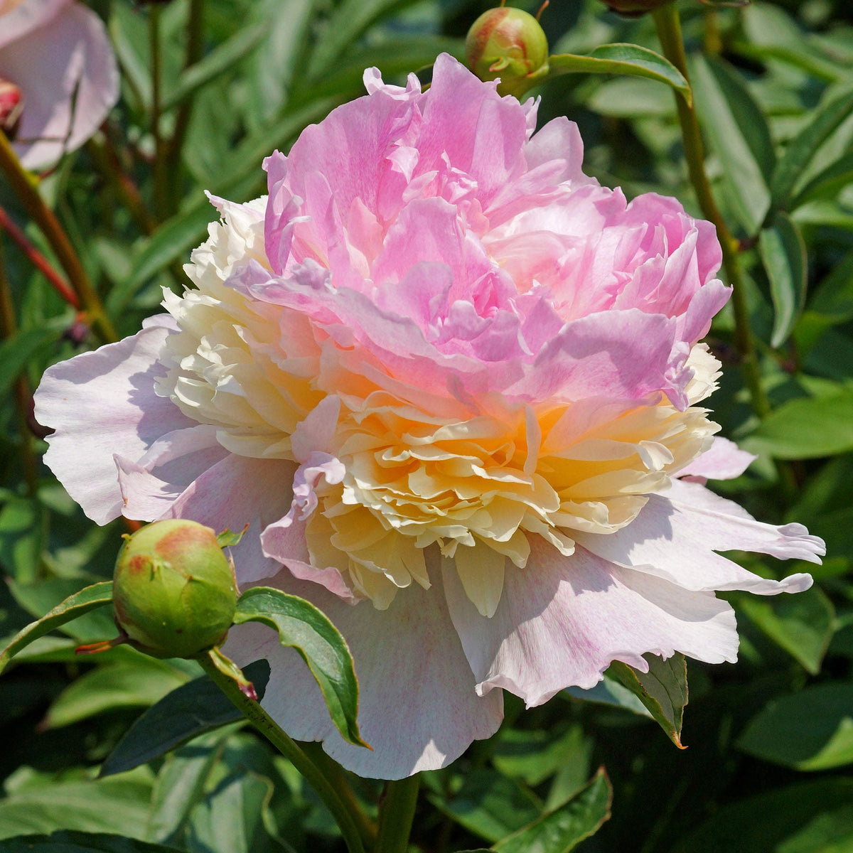 Peony Raspberry Sundae - Peony Bulbs