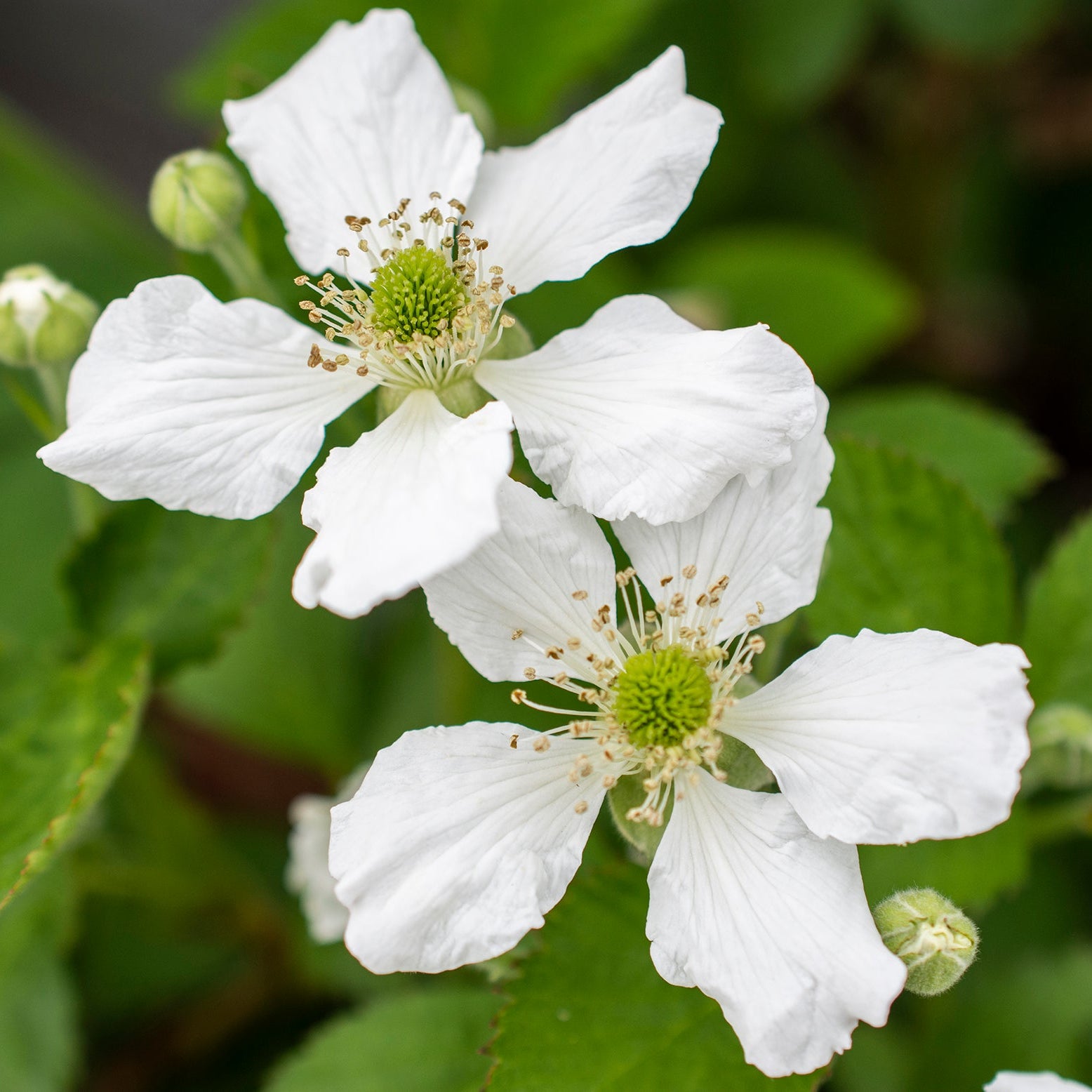 Blackberry Bushel and Berry® Baby Cakes® Thornless Potted Blackberry Plant