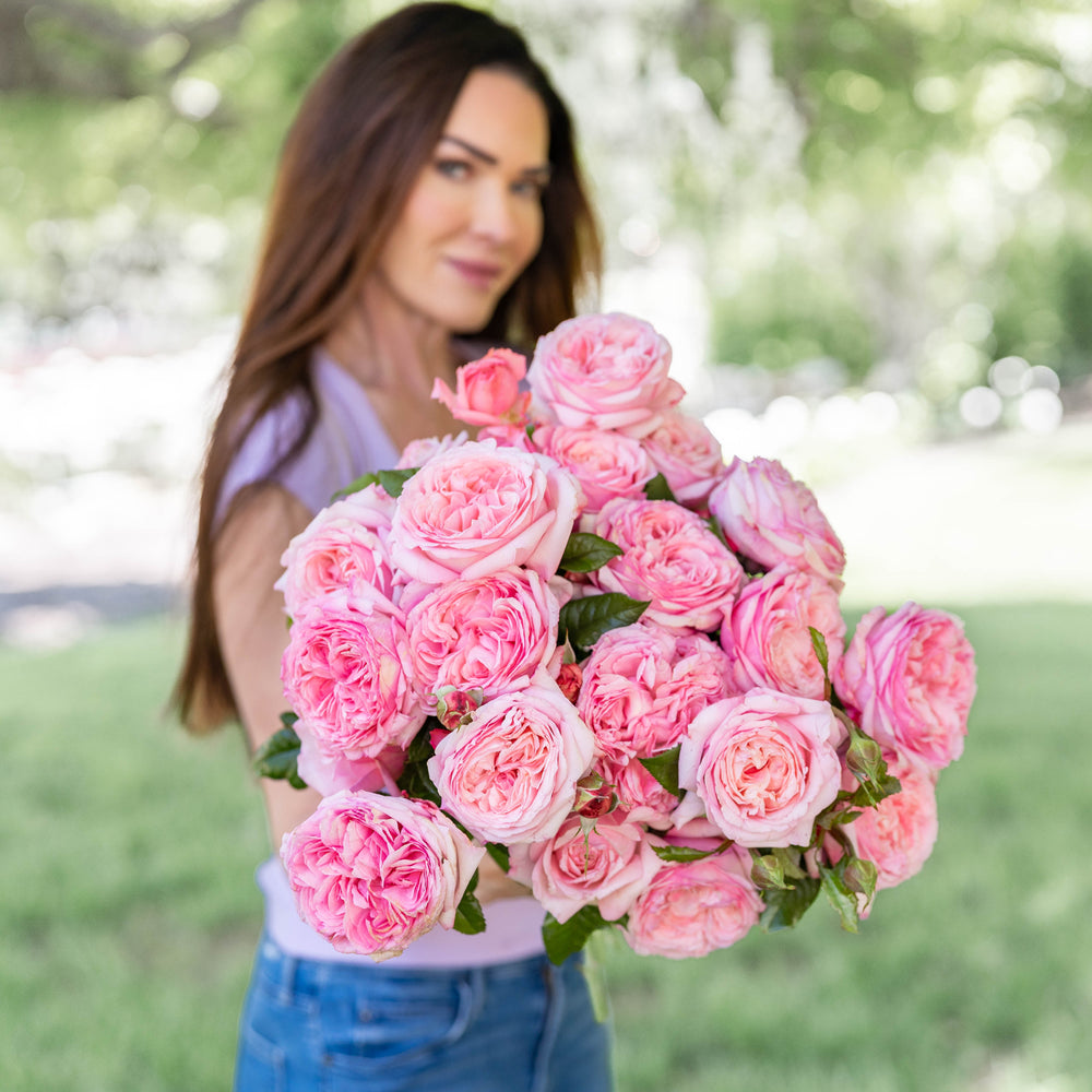 Bare Root Roses | Climbers & Budded Varieties | Grace Rose Farm