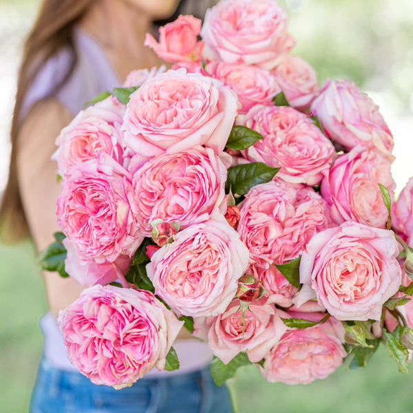 Romantica® Ball Gown™  Bare Root Rose Bush