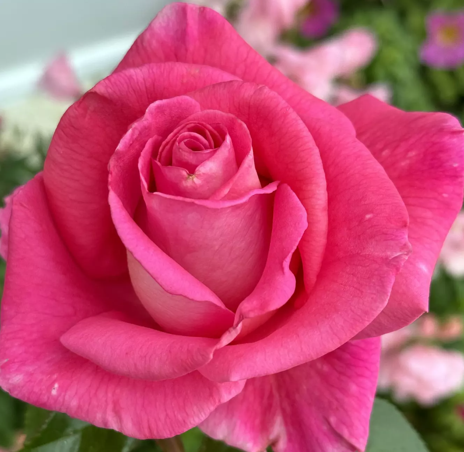 Barbra’s Baby Potted Rose Bush | Pink Fragrant Rose | Grace Rose Farm