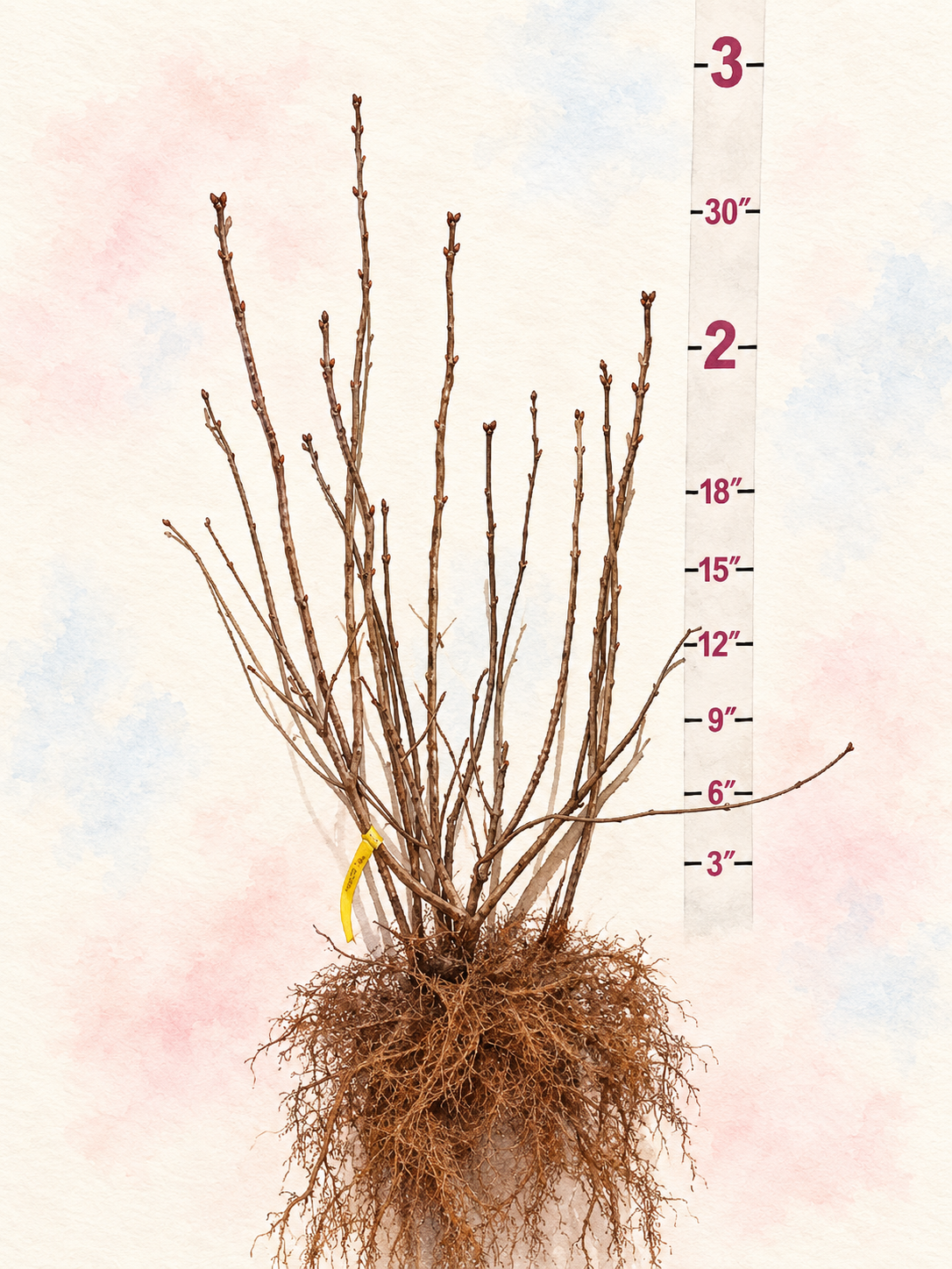 Pocahontas Bare Root Lilac Bush