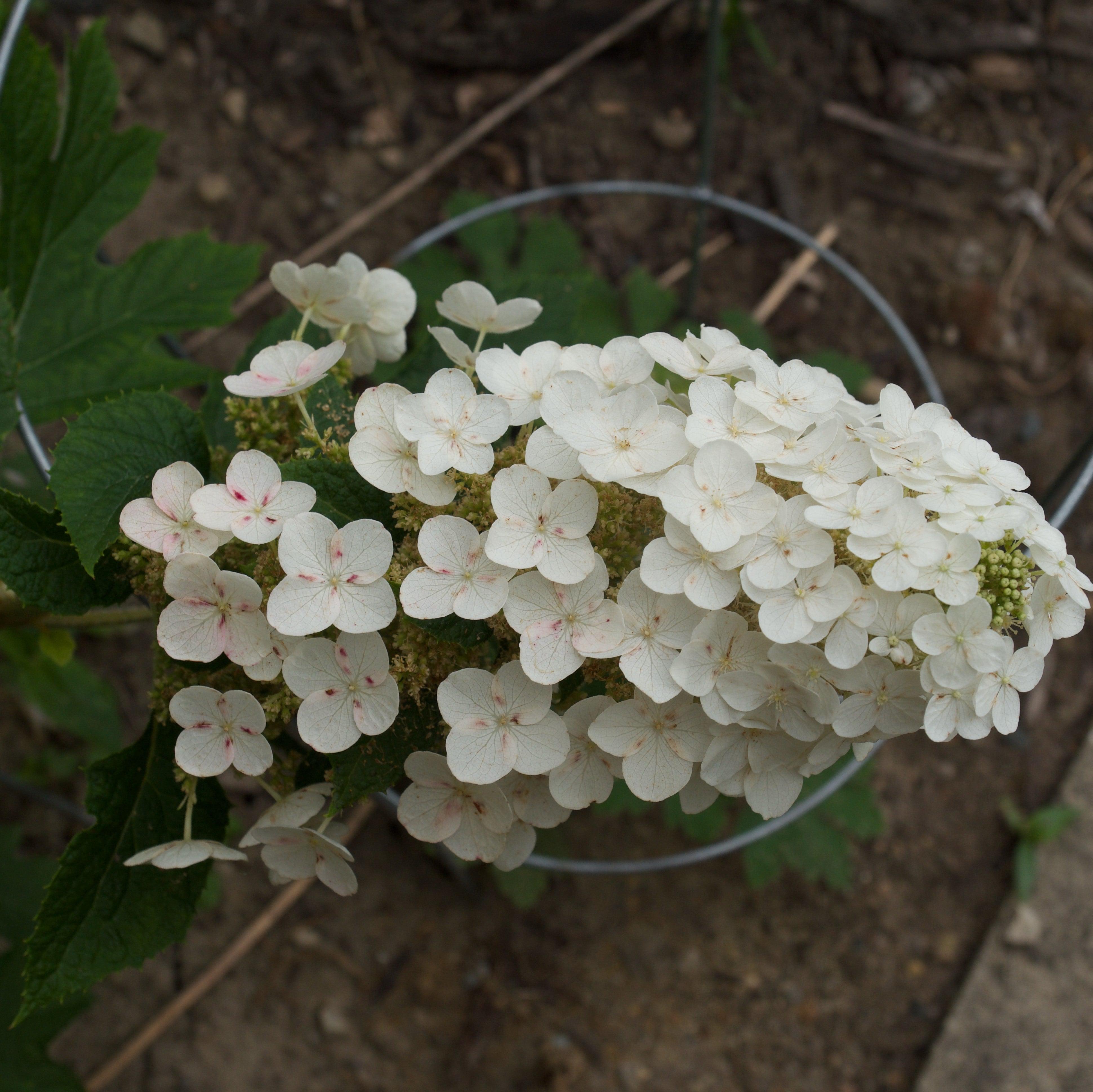 Hydrangea Ruby Slippers Potted Oakleaf Hydrangea Bush
