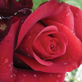 Close-up of a red rose with water droplets on its petals.