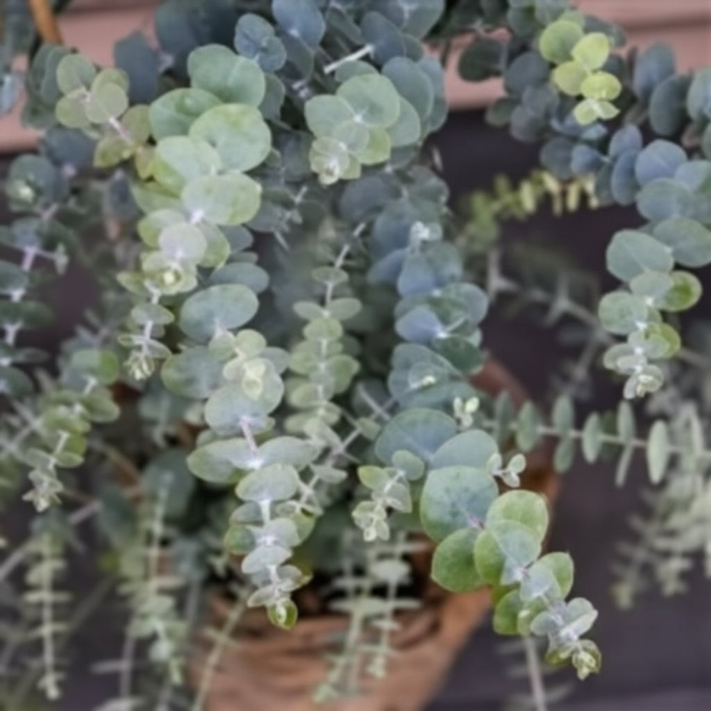 Eucalyptus p. 'Baby Blue Bouquet'