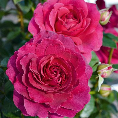 Fragrant Showpiece™ Berry Potted Rose Bush