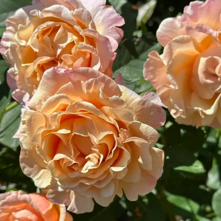 Beverly Anne Clay Bare Root Rose
