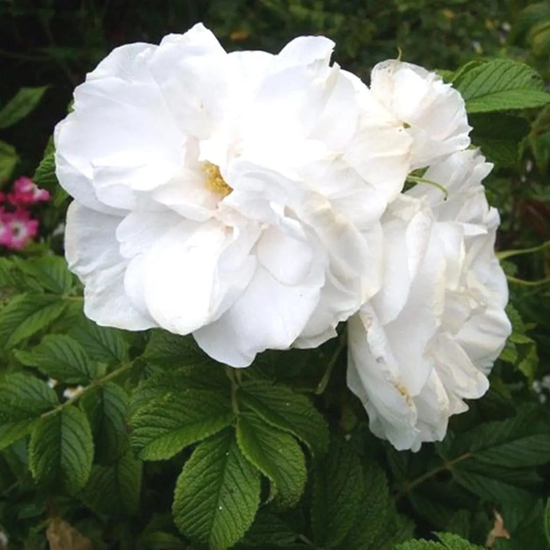 Blanc Double de Coubert Potted Rose Bush