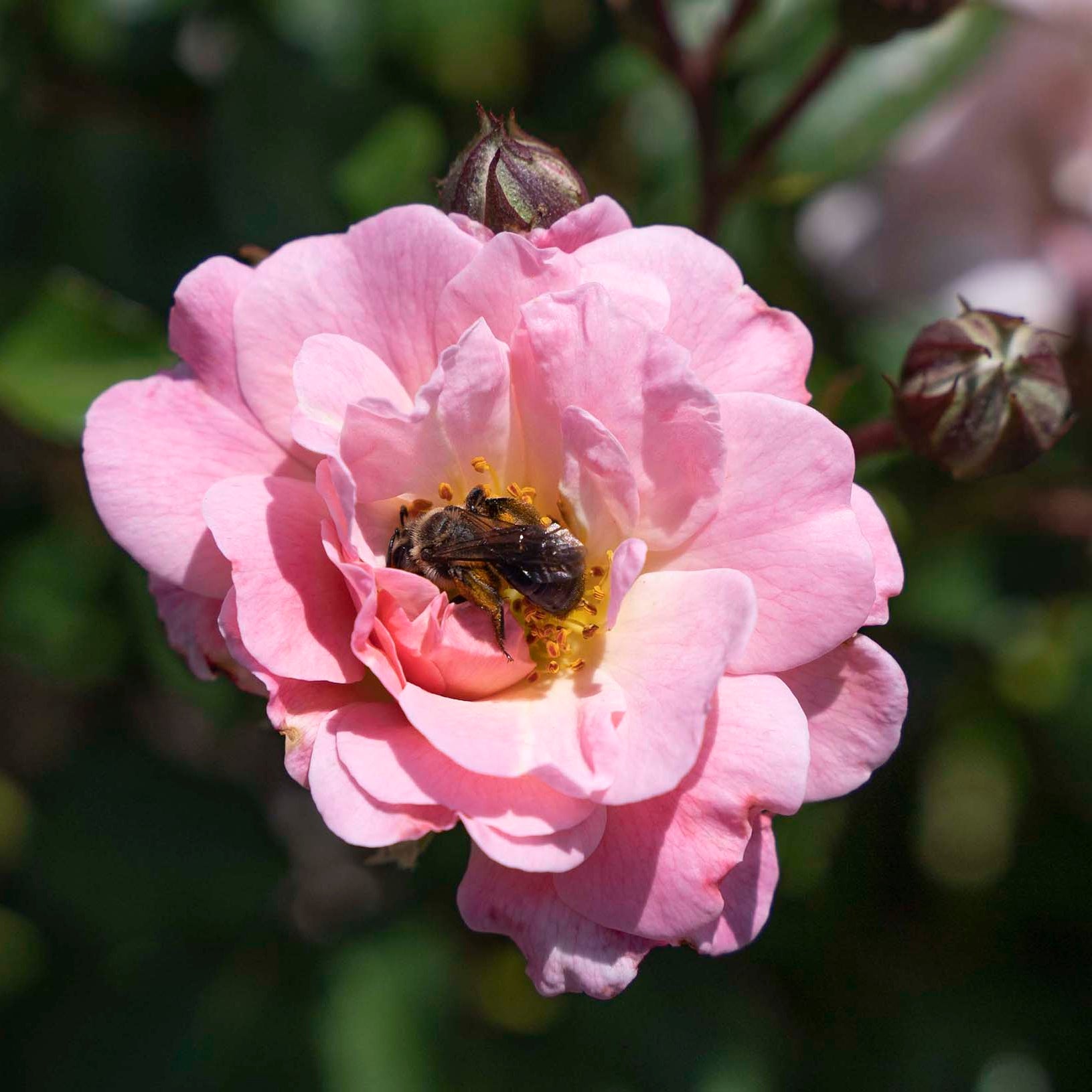 Blushing Drift® Potted Rose Bush