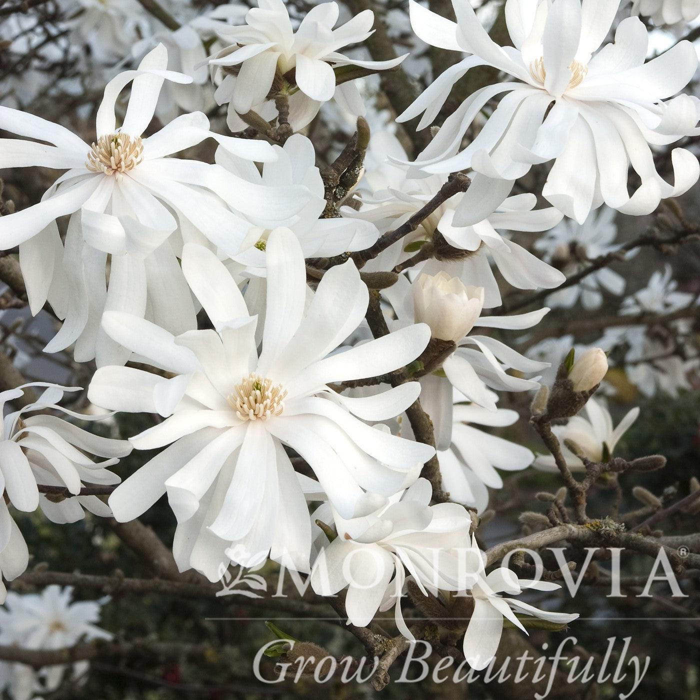 Magnolia