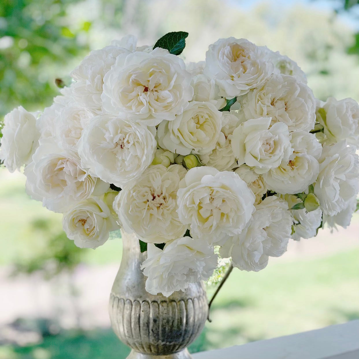 Bolero Potted Rose Bush | Grace Rose Farm