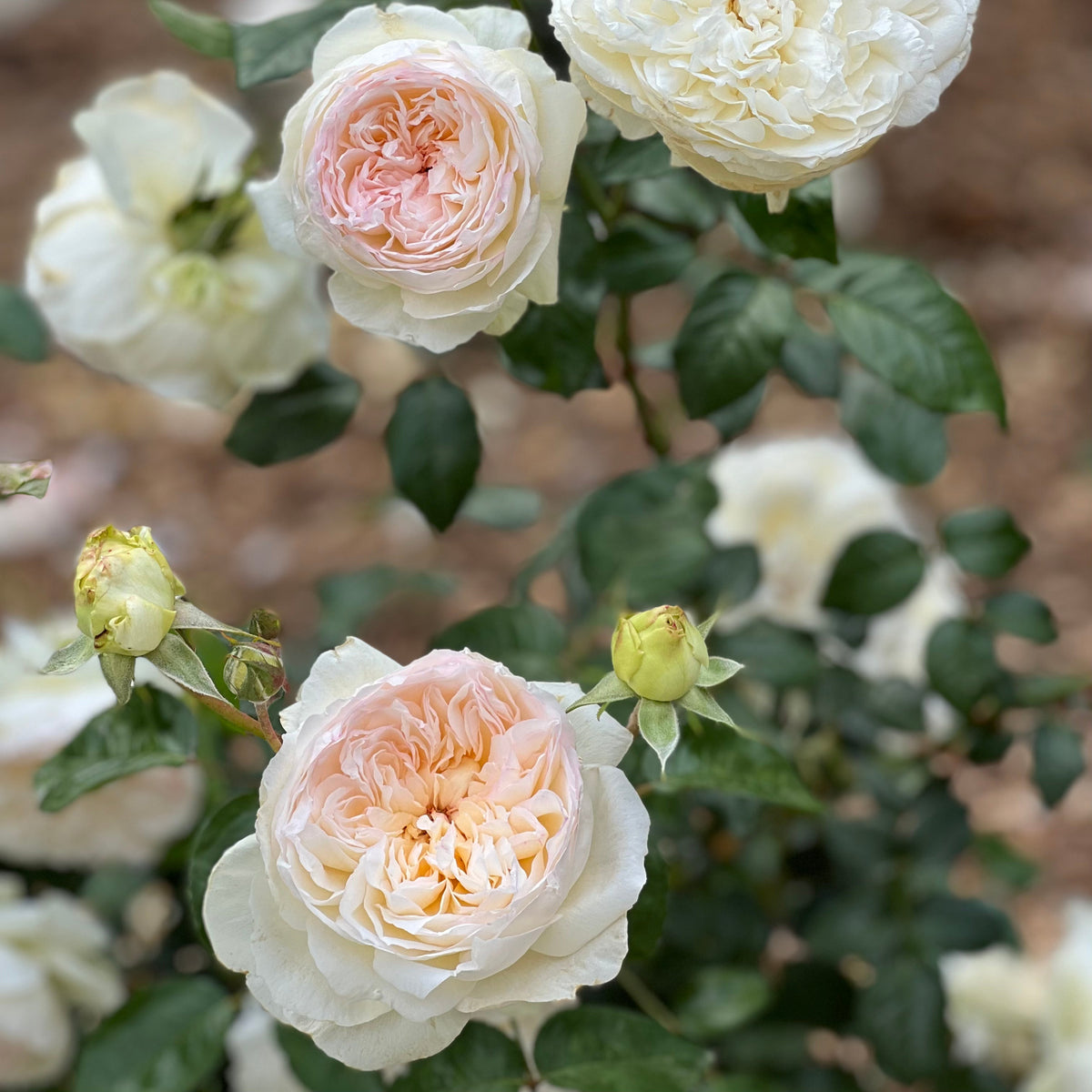 Ribbons of Roses™ 4 Pack of Potted 1 Gallon Roses - Bolero™️