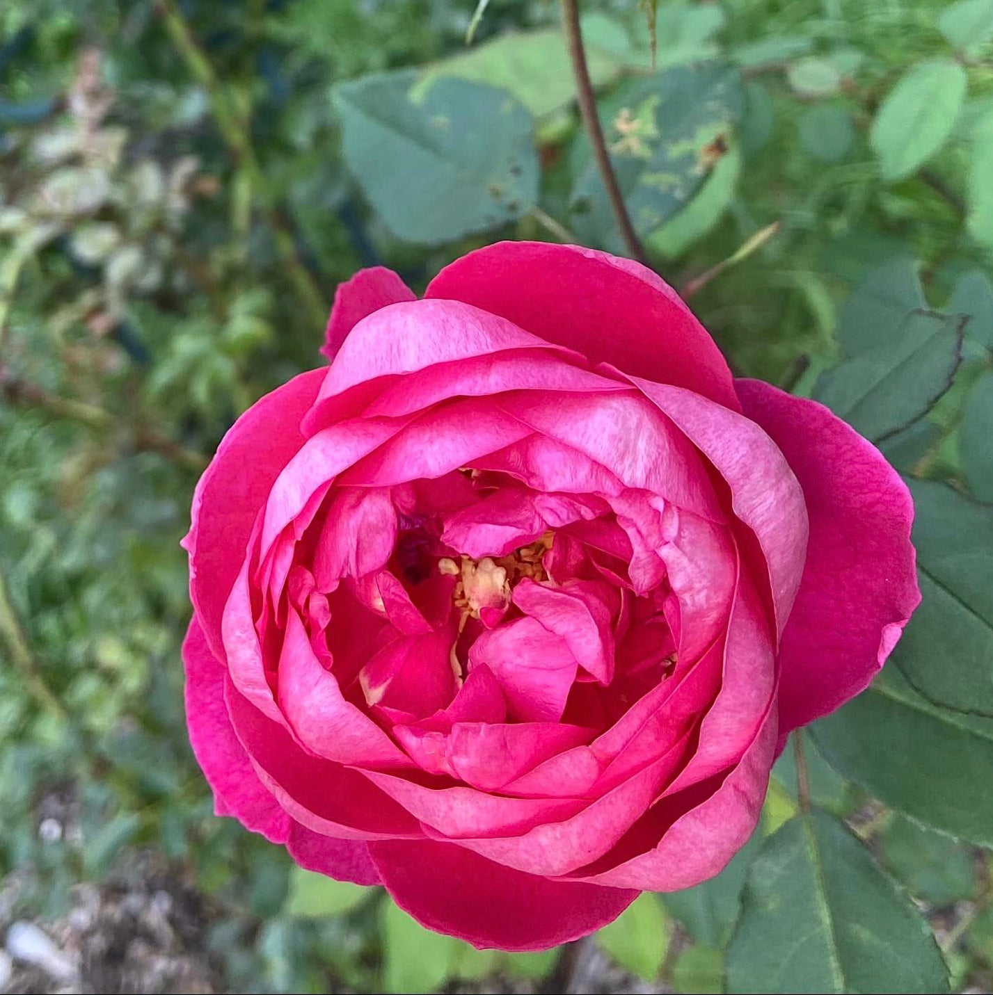 David Austin Roses Benjamin Britten Rose Bush