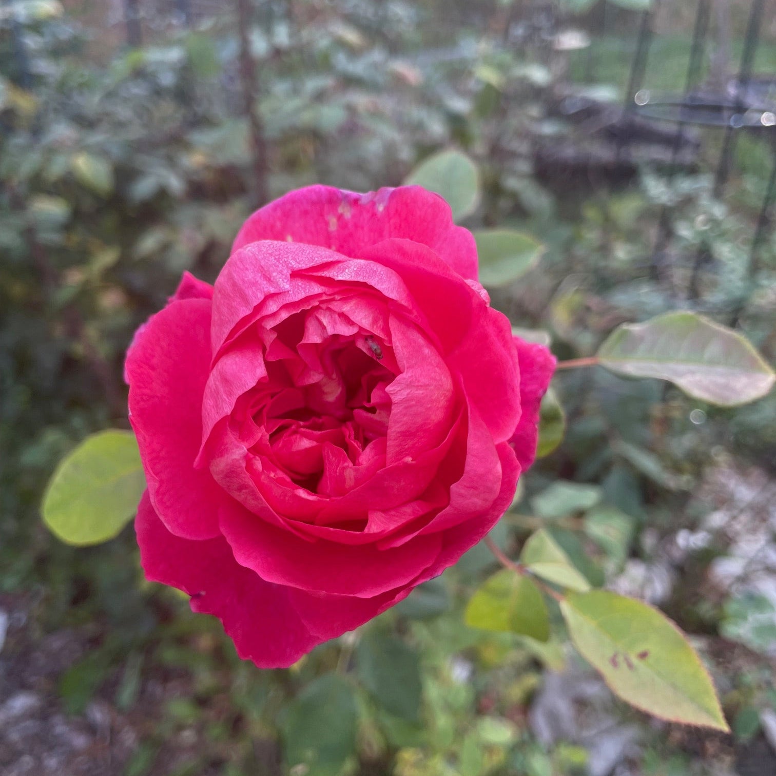 David Austin Roses Benjamin Britten Rose Bush - Thumbnail 2