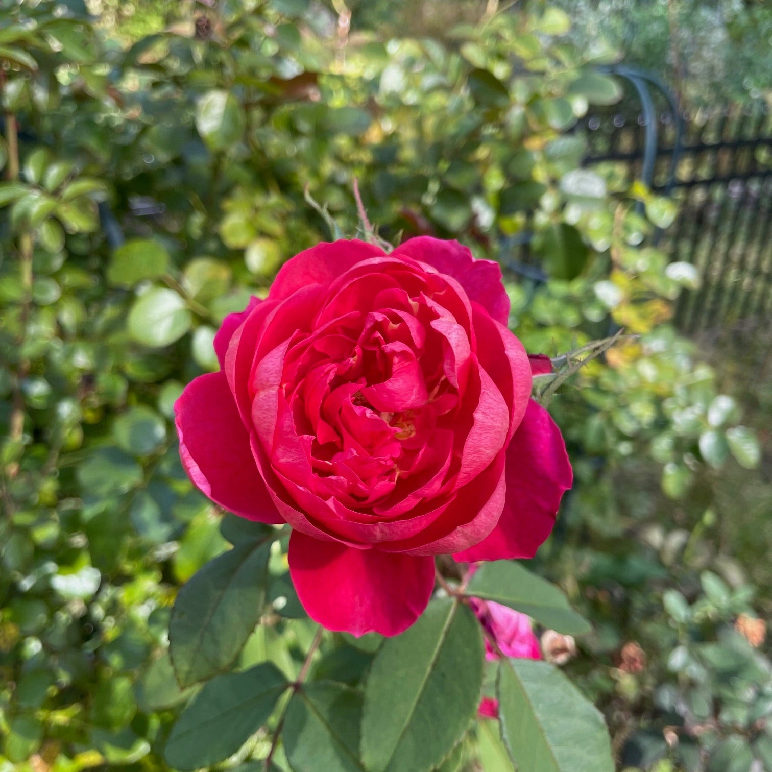 David Austin Roses Benjamin Britten Rose Bush - Thumbnail 5