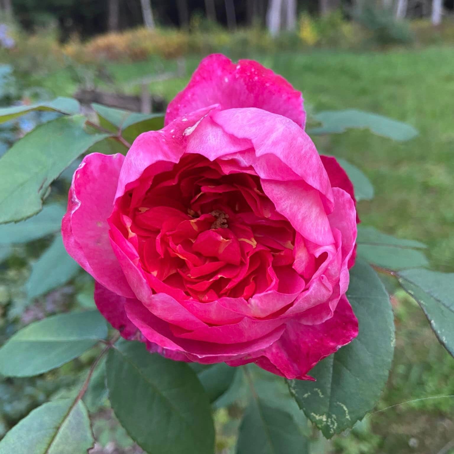 David Austin Roses Benjamin Britten Rose Bush - Thumbnail 3