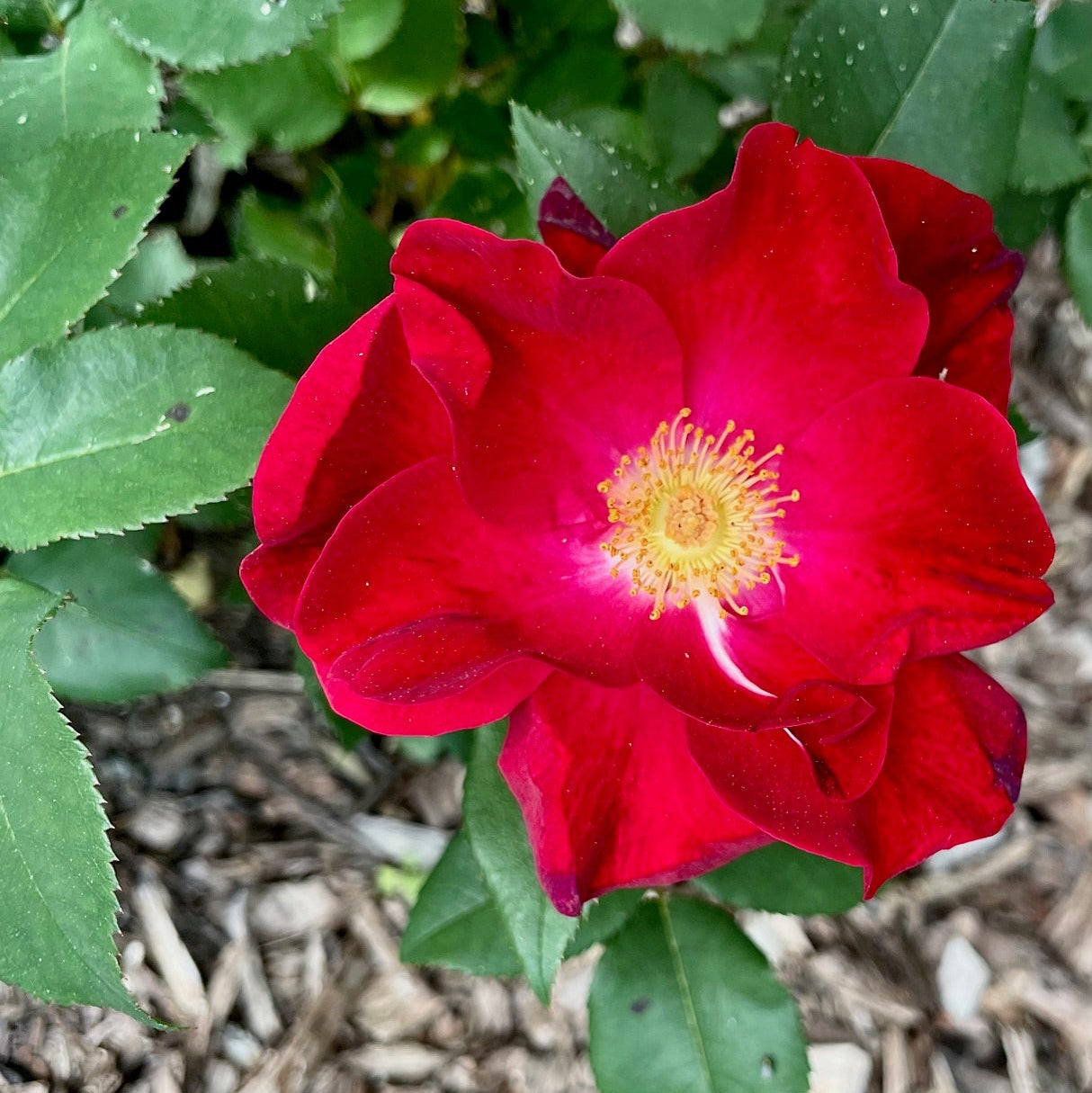 Top Gun Potted Rose Bush | Red Shrub Rose Bush | Grace Rose Farm