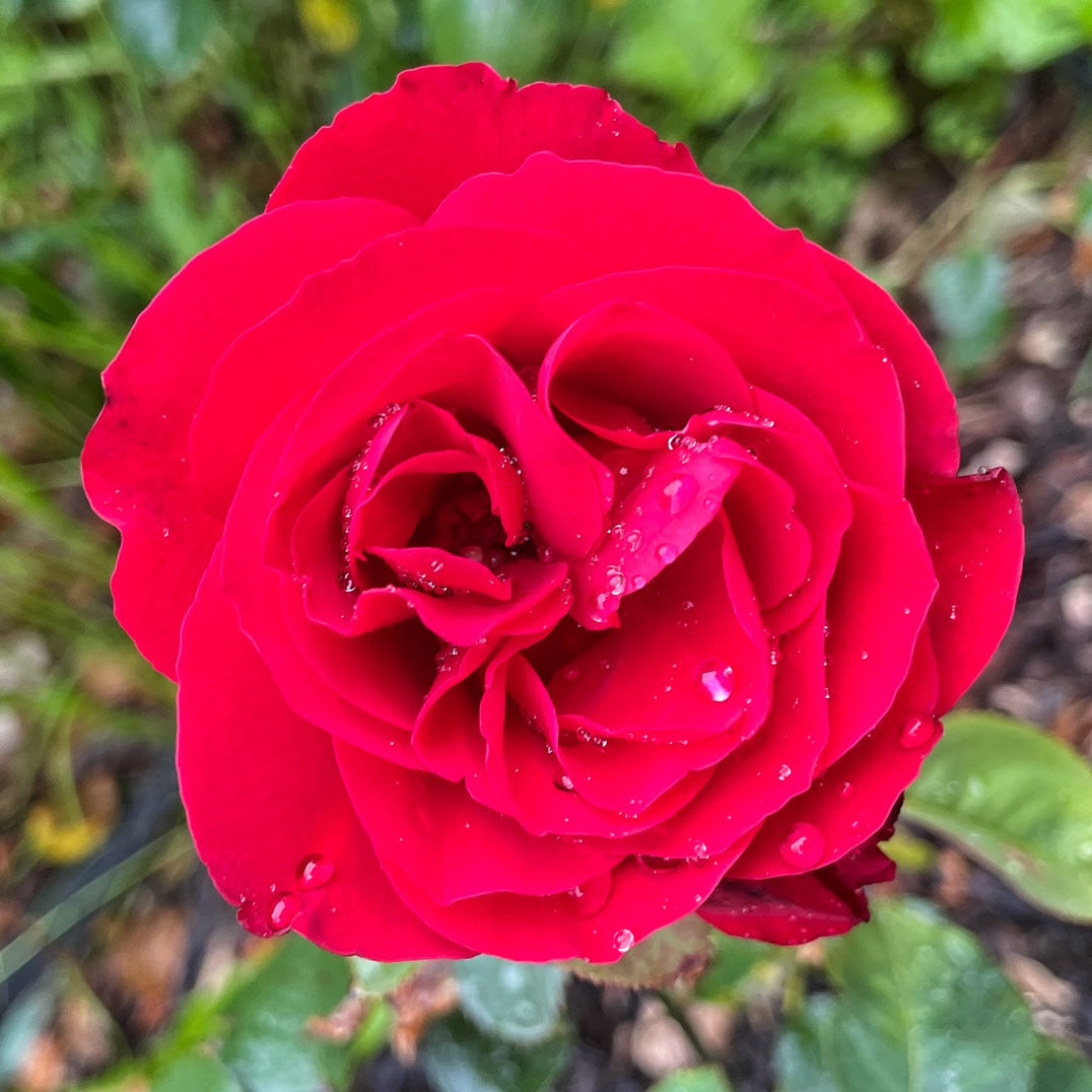 Legends™ Bare Root Tree Rose