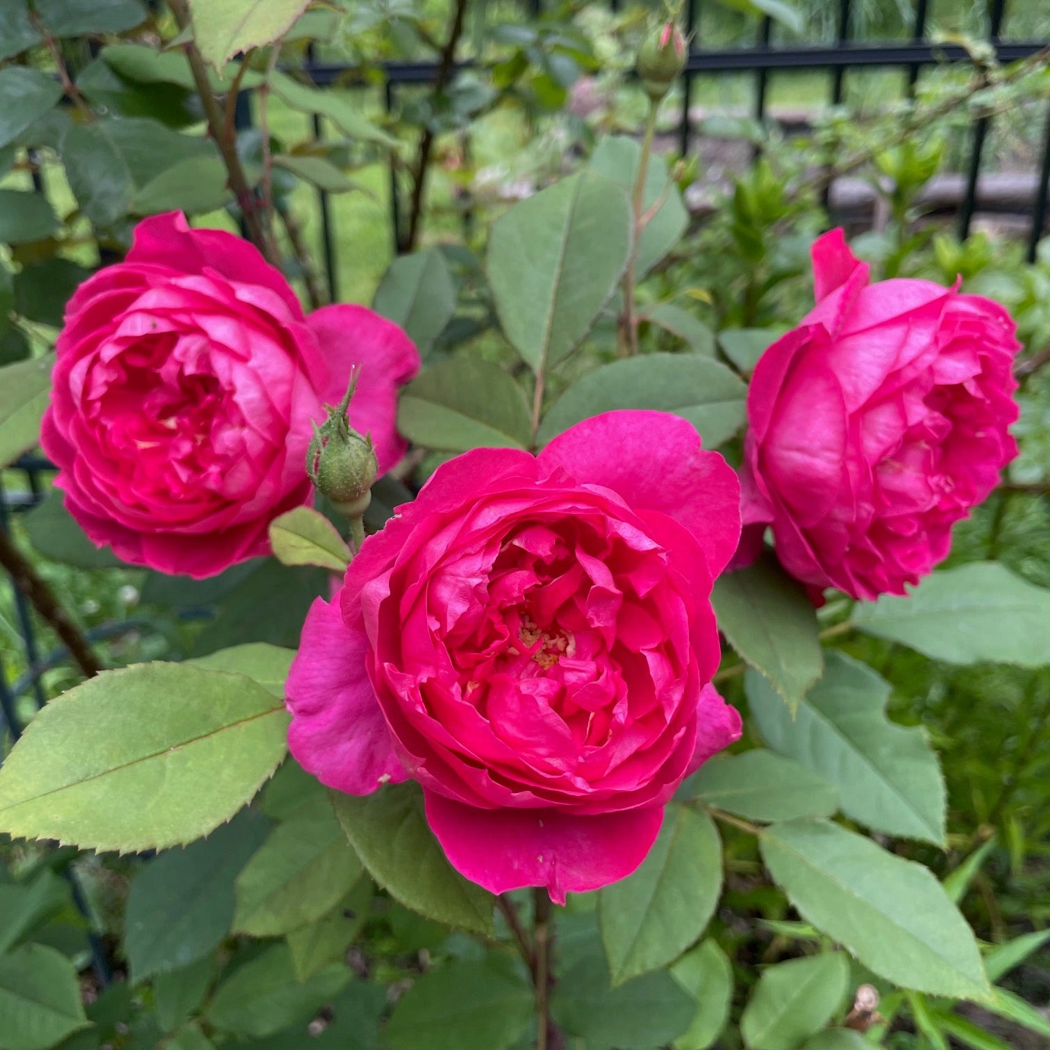 David Austin Roses Benjamin Britten Rose Bush - Thumbnail 4