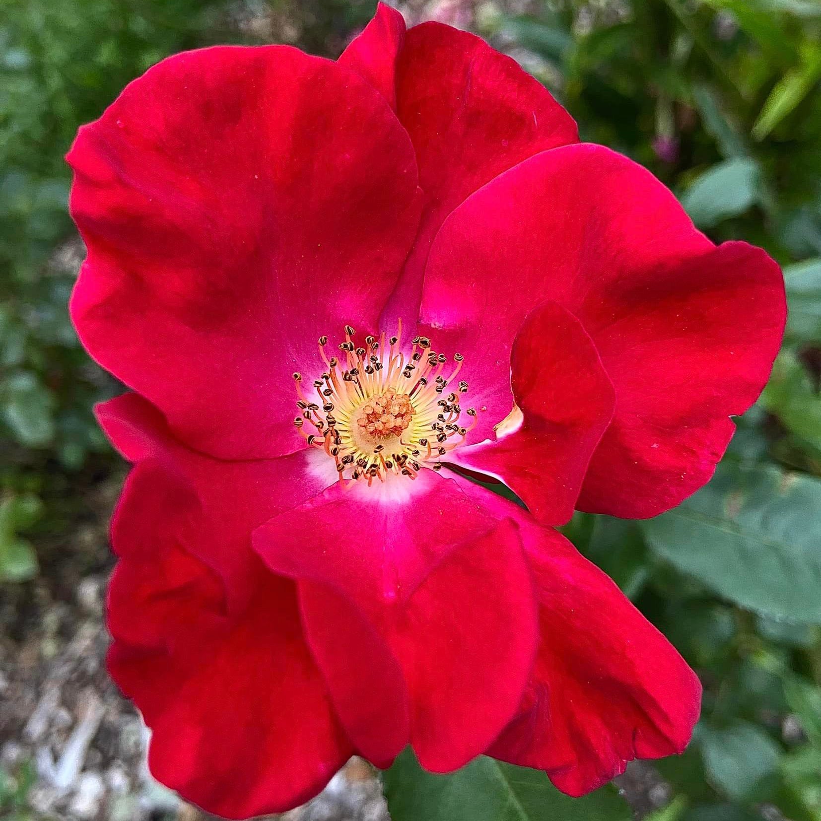 Top Gun Potted Rose Bush | Red Shrub Rose Bush | Grace Rose Farm