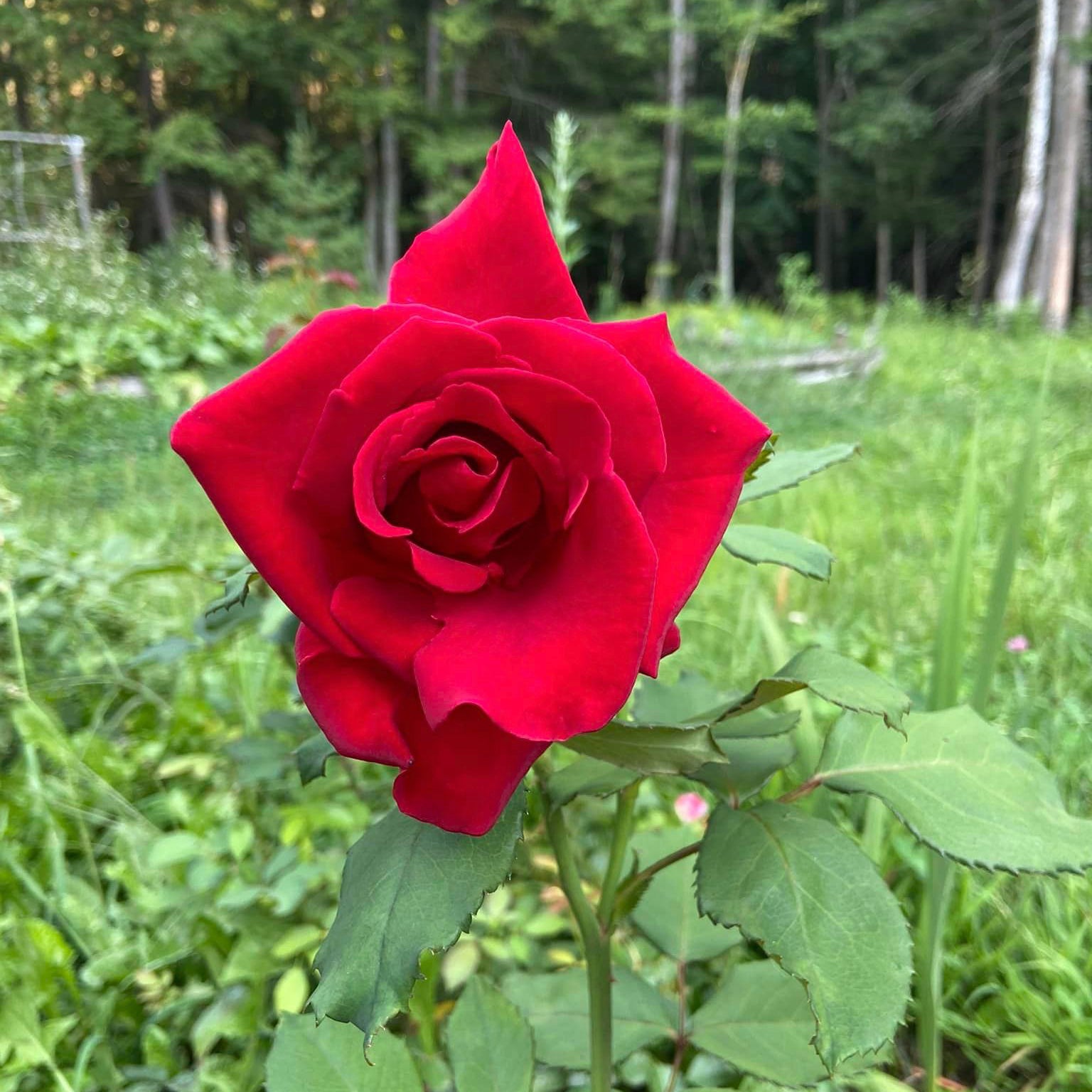 Veterans' Honor® Bare Root Rose Bush