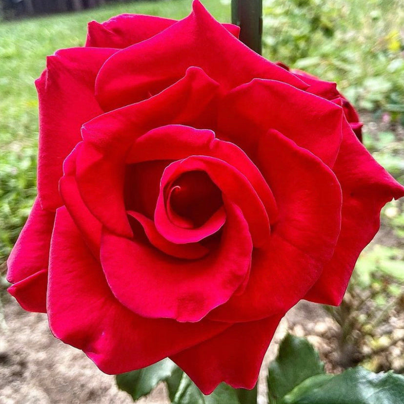 Close-up of a red rose with a blurred green background