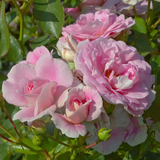 Bonica® Potted Rose Bush