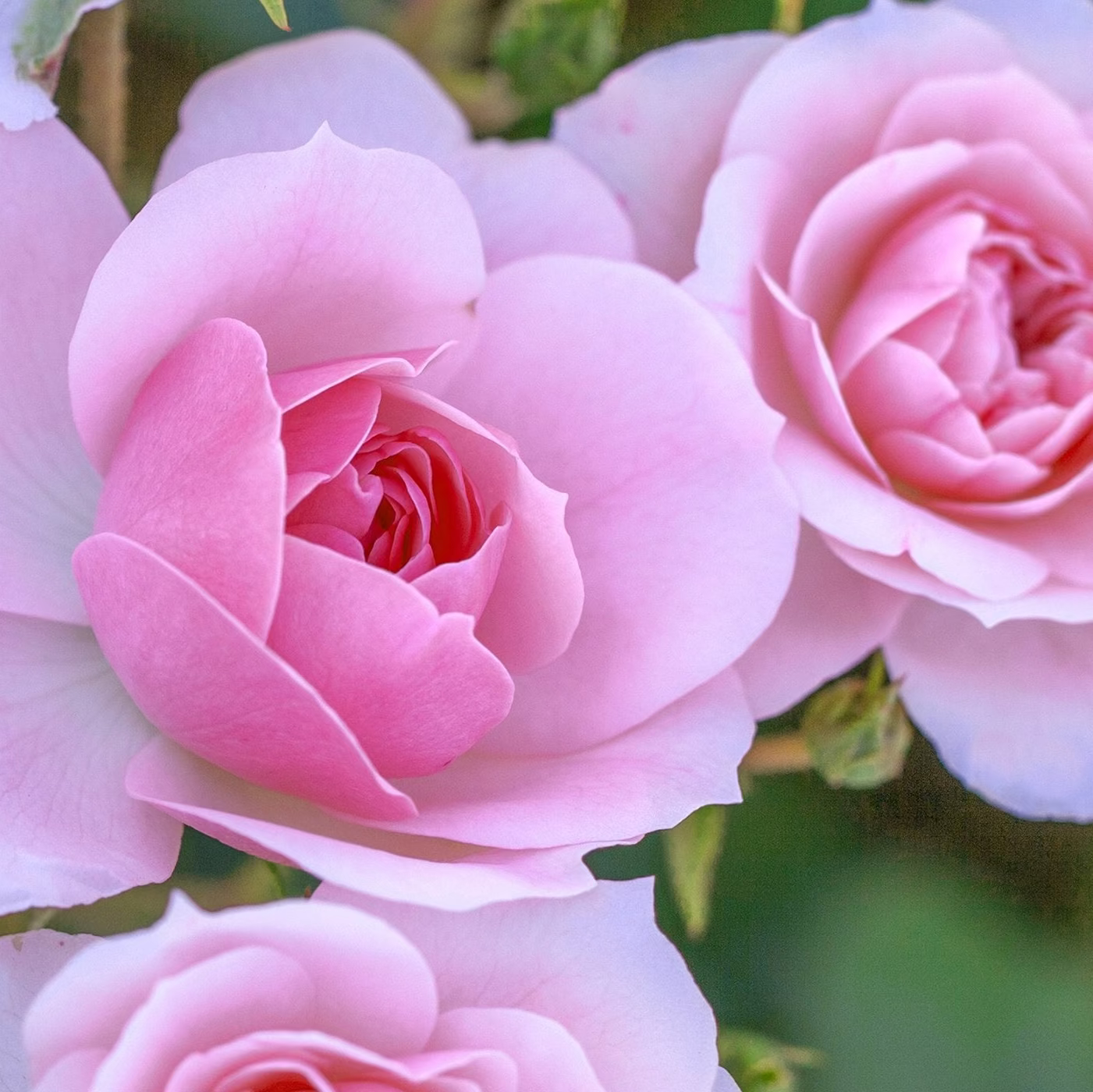 Grace Rose Farm Bonica Rose Bush - Thumbnail 4