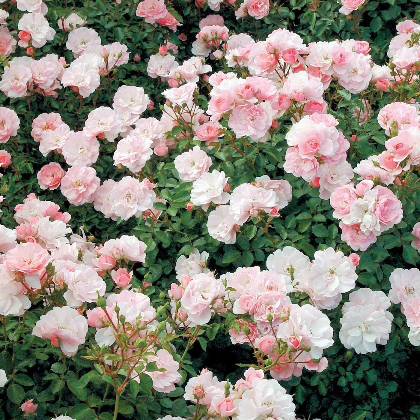 Bonica Bare Root Rose Bush