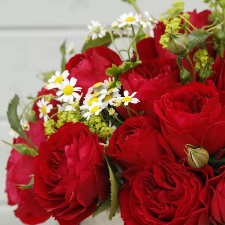 Bordeaux Bare Root Rose Bush