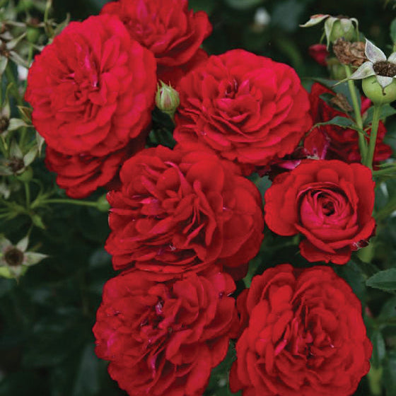 Bordeaux Rose | Bare Root Red Rose | Grace Rose Farm