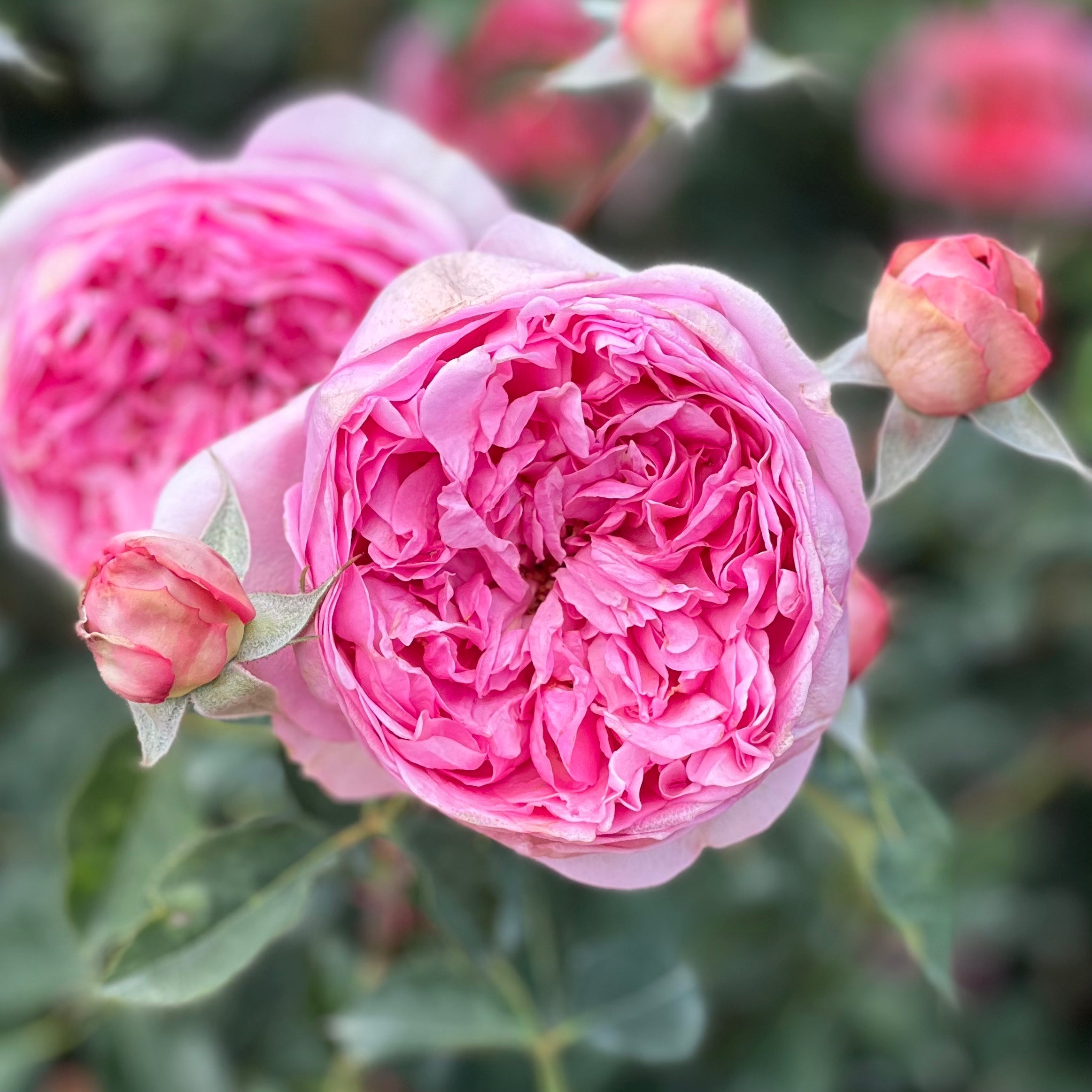 David Austin® Boscobel® Potted Rose Bush