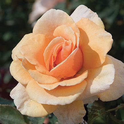 Brandy™ Potted Tree Rose