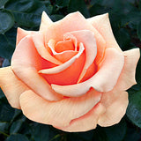 Brandy™ Bare Root Rose Bush