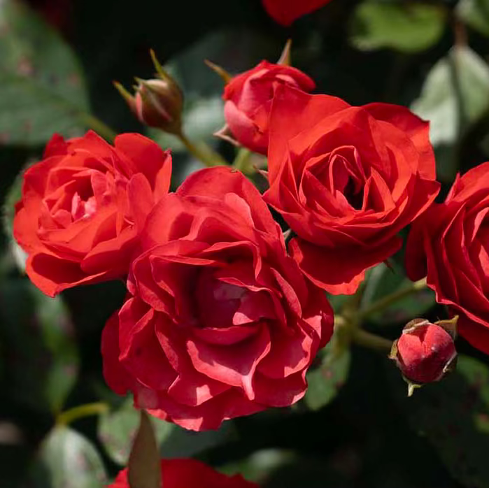 Brick House®  Bare Root Rose Bush