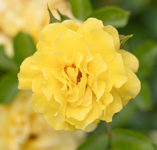Brick House® Yellow Bare Root Rose Bush