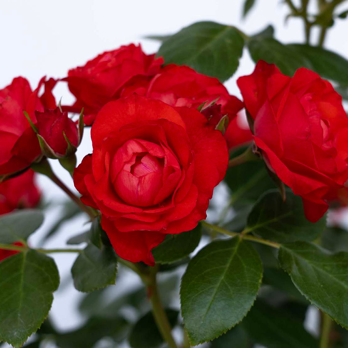 Brick House® Orange  Bare Root Rose Bush