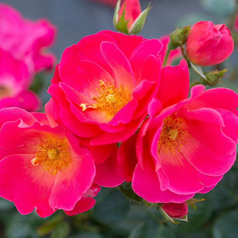 Brick House® Pink Bare Root Rose Bush