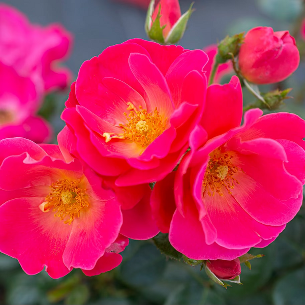 Brick House® Pink Bare Root Rose Bush