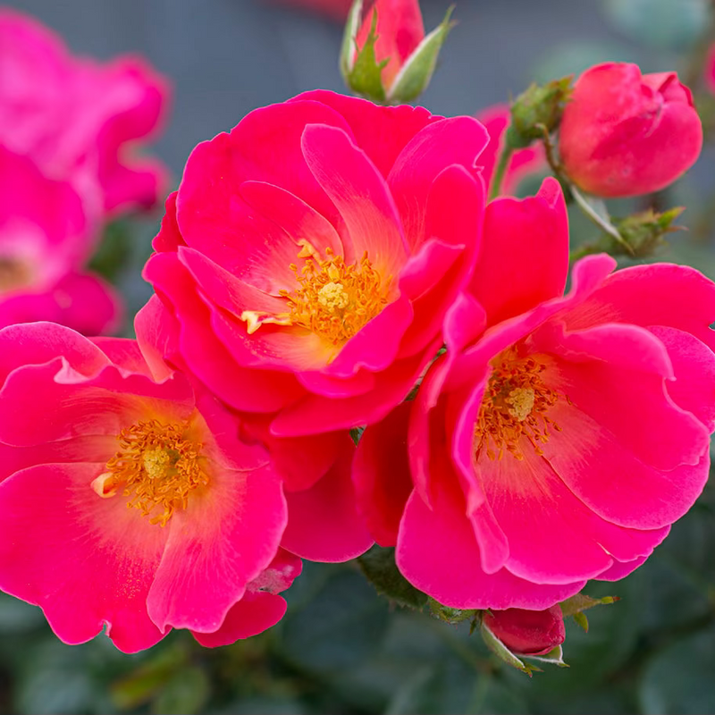 Brick House® Pink Bare Root Rose Bush