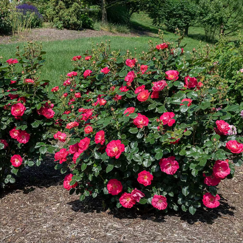 Brick House® Pink Bare Root Rose Bush