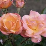 Bright and Shiny™ Potted Rose Bush