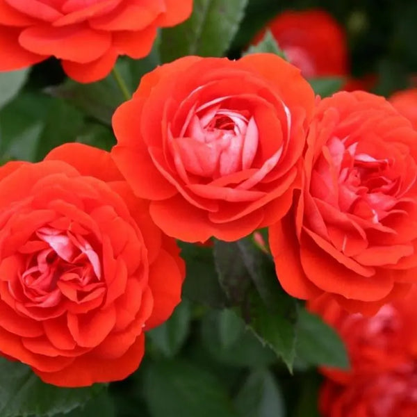 Veranda® Brilliant  Potted Rose Bush