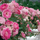 Brilliant Pink Iceberg® Potted Tree Rose